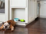 Good Flooring for Dogs What 39 S the Best Flooring for Dogs and Cats