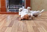 Good Flooring for Dogs What is the Best Flooring for Dogs and Other Rambunctious