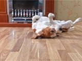 Good Flooring for Dogs What is the Best Flooring for Dogs and Other Rambunctious