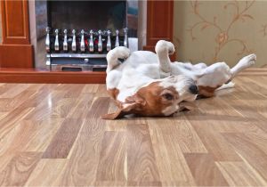 Good Flooring for Dogs What is the Best Flooring for Dogs and Other Rambunctious