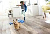 Good Flooring for Large Dogs Best Hardwood Floors for Large Dogs Gurus Floor