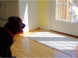 Good Flooring for Large Dogs Best Wood for Floors Of the Best Apartments Best