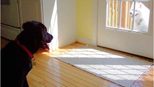 Good Flooring for Large Dogs Best Wood for Floors Of the Best Apartments Best