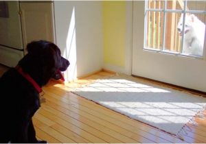 Good Flooring for Large Dogs Best Wood for Floors Of the Best Apartments Best