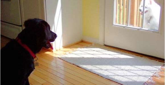 Good Flooring for Large Dogs Best Wood for Floors Of the Best Apartments Best