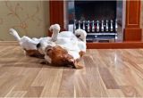 Good Flooring for Large Dogs the Best Floors for Your Pet and Your Home