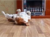 Good Flooring for Large Dogs the Best Floors for Your Pet and Your Home