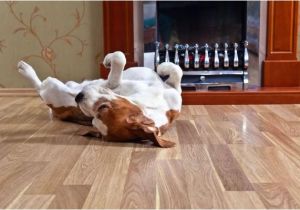 Good Flooring for Large Dogs the Best Floors for Your Pet and Your Home