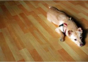 Good Wood Flooring for Dogs Best Wood for Floors Of the Best Apartments Best