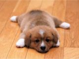 Good Wood Flooring for Dogs Choosing the Best Hardwood Floors for Dogs the Basic