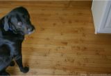 Good Wood Flooring for Dogs How to Protect Hardwood Floors From Dogs the Flooring