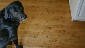 Good Wood Flooring for Dogs How to Protect Hardwood Floors From Dogs the Flooring