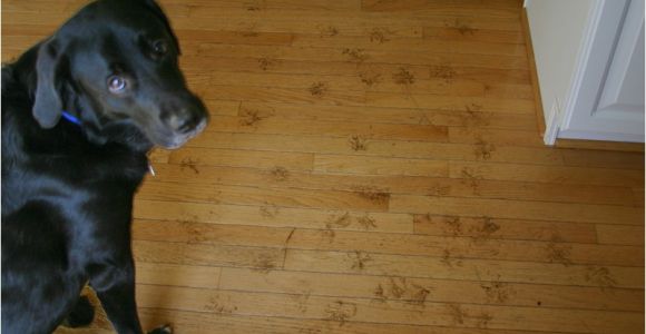 Good Wood Flooring for Dogs How to Protect Hardwood Floors From Dogs the Flooring