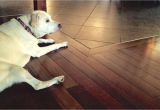 Good Wood Flooring for Dogs the House Counselor Answers How Do You Protect Hardwood