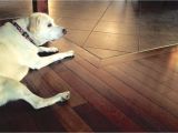 Good Wood Flooring for Dogs the House Counselor Answers How Do You Protect Hardwood