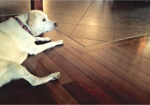 Good Wood Flooring for Dogs the House Counselor Answers How Do You Protect Hardwood