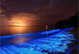 Grand Cayman Bioluminescence tour Australian Sunset Illuminated with the Blue Glow Of Bioluminescent