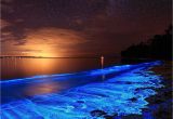 Grand Cayman Bioluminescence tour Australian Sunset Illuminated with the Blue Glow Of Bioluminescent