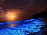 Grand Cayman Bioluminescence tour Australian Sunset Illuminated with the Blue Glow Of Bioluminescent