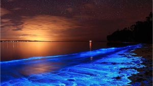 Grand Cayman Bioluminescence tour Australian Sunset Illuminated with the Blue Glow Of Bioluminescent