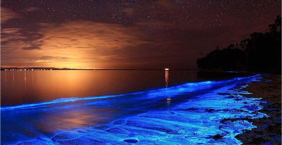 Grand Cayman Bioluminescence tour Australian Sunset Illuminated with the Blue Glow Of Bioluminescent