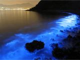 Grand Cayman Bioluminescence tour Hong Kong Seas Glow Blue From Bioluminescent Plankton Caused by