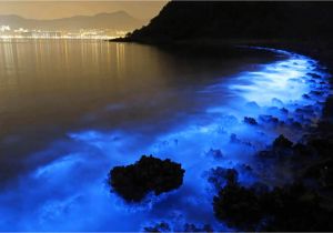Grand Cayman Bioluminescence tour Hong Kong Seas Glow Blue From Bioluminescent Plankton Caused by