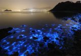 Grand Cayman Bioluminescence tour Related Image Undersea Pinterest Sea Bioluminescent Plankton