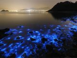Grand Cayman Bioluminescence tour Related Image Undersea Pinterest Sea Bioluminescent Plankton