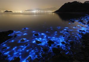 Grand Cayman Bioluminescence tour Related Image Undersea Pinterest Sea Bioluminescent Plankton