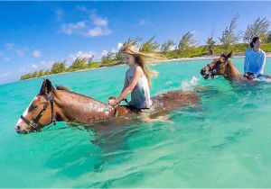 Grand Cayman Bioluminescence tour What It S Like to Ride Swimming Horses In Grand Cayman Cayman