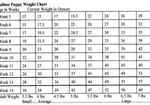 Great Pyrenees Growth Chart Availablepups