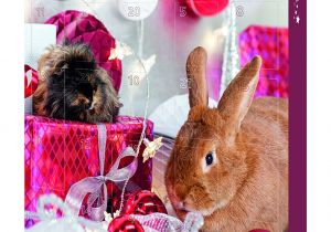 Guinea Pig Chew toys Amazon Trixie Advent Calendar for Small Animals Amazon Co Uk Pet Supplies