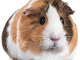 Guinea Pig soft toy Amazon Guinea Pigs for Sale Buy Live Guinea Pigs for Sale Petco