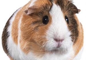 Guinea Pig soft toy Amazon Guinea Pigs for Sale Buy Live Guinea Pigs for Sale Petco