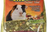 Guinea Pig toys Amazon Amazon Com Higgins Sunburst Gourmet Food Mix for Guinea Pigs 3