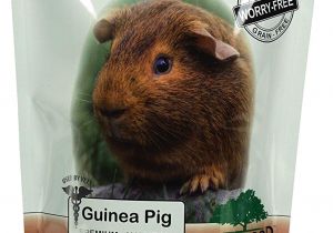 Guinea Pig toys Amazon Amazon Com Recovery Food for Guinea Pigs Sarx by Sherwood Pet