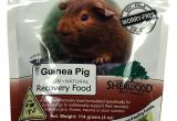 Guinea Pig toys Amazon Amazon Com Sherwood Pet Health Recovery Food for Guinea Pigs Sarx