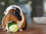 Guinea Pig toys Amazon the 9 Best Basic Guinea Pig Supplies to Buy In 2019