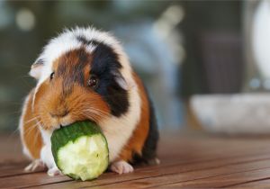 Guinea Pig toys Amazon the 9 Best Basic Guinea Pig Supplies to Buy In 2019
