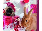Guinea Pig toys Amazon Uk Trixie Advent Calendar for Small Animals Amazon Co Uk Pet Supplies