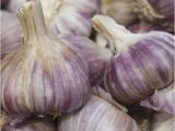 Hardneck Garlic Seed for Sale Garlic Seeds 100 Cloves Red Duke 10 Bulbs Ebay