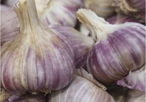 Hardneck Garlic Seed for Sale Garlic Seeds 100 Cloves Red Duke 10 Bulbs Ebay