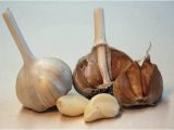 Hardneck Garlic Seed for Sale Hardneck Garlic Seed for Sale Balharbourhouse Com