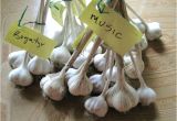Hardneck Garlic Seed for Sale Hardneck Garlic Seed for Sale Balharbourhouse Com