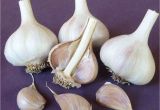 Hardneck Garlic Seed for Sale Online Store Seed Garlic for Sale Online Red Gate Garlic