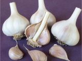 Hardneck Garlic Seed for Sale Online Store Seed Garlic for Sale Online Red Gate Garlic