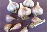 Hardneck Garlic Seed for Sale Online Store Seed Garlic for Sale Online Red Gate Garlic