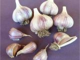 Hardneck Garlic Seed for Sale Online Store Seed Garlic for Sale Online Red Gate Garlic