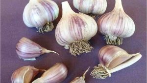 Hardneck Garlic Seed for Sale Online Store Seed Garlic for Sale Online Red Gate Garlic